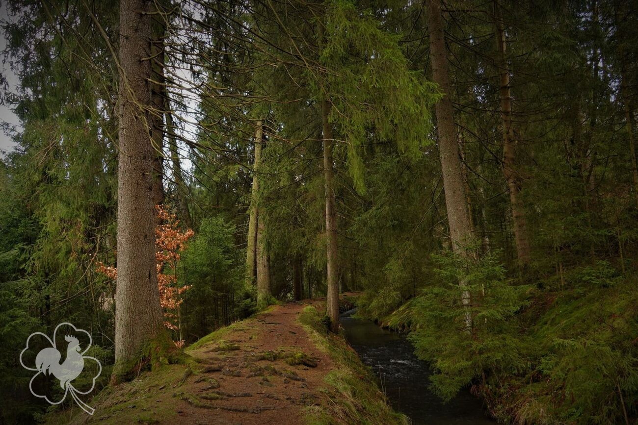 Harz Hahnenklee Natur